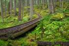 Washington State-Olympic National Forest Panoramic of Lower Dungeness Trail in forest Art Print